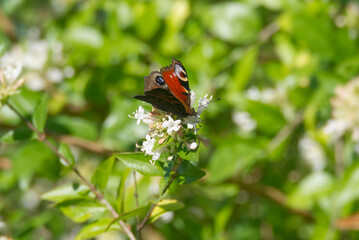 European peacock butterfly (Aglais io) sitting on a white flower in Zurich, Switzerland