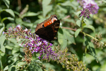 European peacock butterfly (Aglais io) perched on summer lilac in Zurich, Switzerland