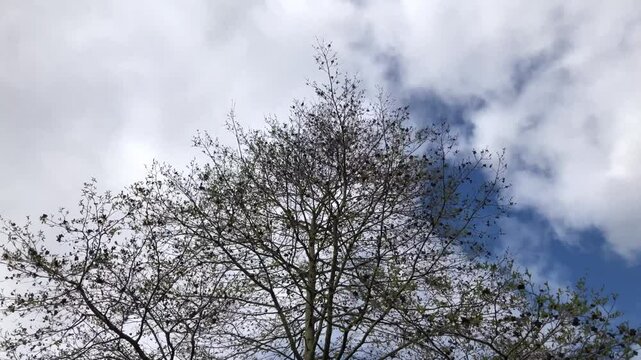 Speath alder (Alnus spaethii) - crown - April