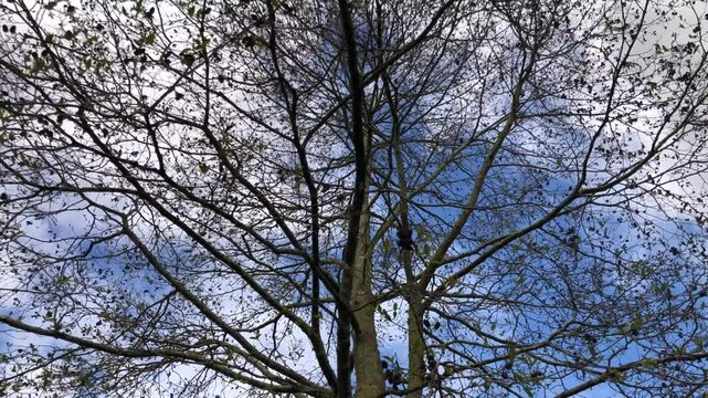 Speath alder (Alnus spaethii) - canopy - April