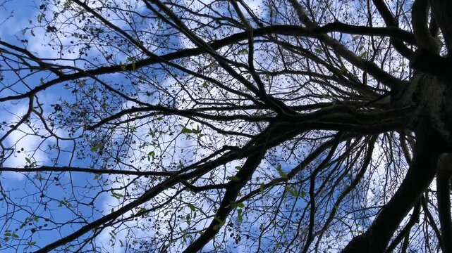Speath alder (Alnus spaethii) - canopy - April