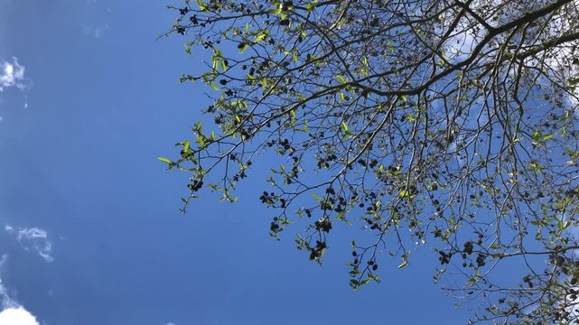 Speath alder (Alnus spaethii) - branches, twigs & leaves - April