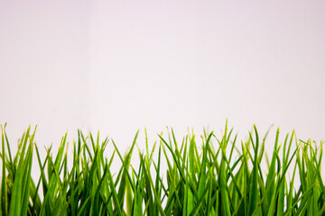 Fototapeta premium Grass white background