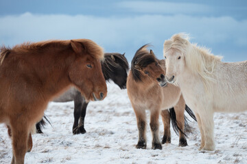 Herd of Icelandic horses interacting on frozen plains. Social behavior, rustic beauty, and resilient breed in a subarctic environment.
