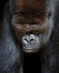 Powerful western lowland gorilla close-up portrait. Majestic, endangered ape emphasizing strength and conservation