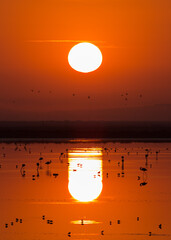 Glowing orange sunset with flamingos wading in reflective lagoon. Stunning silhouettes capturing peaceful wildlife scene and vibrant color.