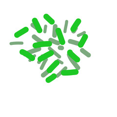 Acidophilus Probiotics 