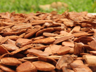 Closeup of polished pine bark nuggets over ground. Blurred grass on background. Different textures of pine bark mulch. Pine bark is an organic mulch used in gardening to benefit the plants.