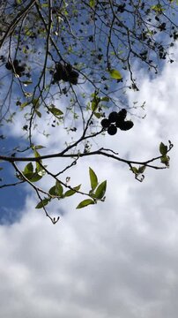 Speath alder (Alnus spaethii) - branches, twigs & leaves - April