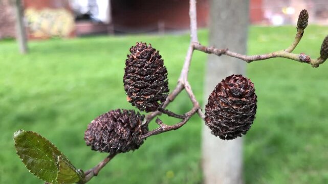 Speath alder (Alnus spaethii) - mature female cones - April