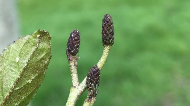 Speath alder (Alnus spaethii) - young female cones - April