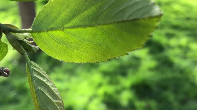 Speath alder (Alnus spaethii) - leaf - April