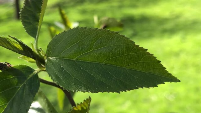Speath alder (Alnus spaethii) - leaf - April