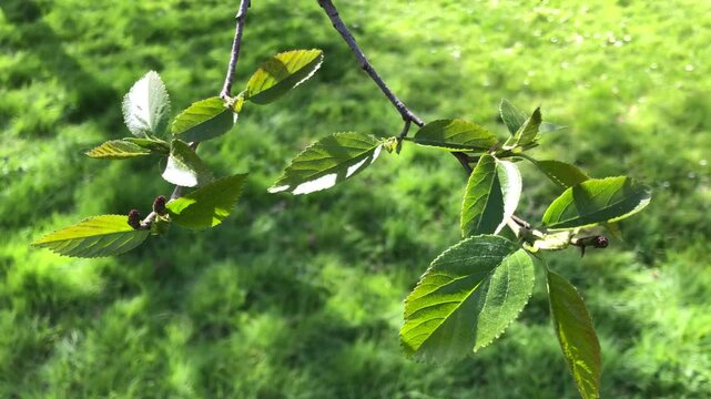 Speath alder (Alnus spaethii) - leaves - April