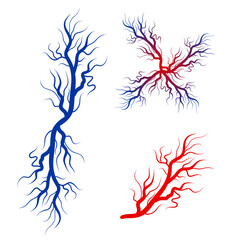 Human blood veins and arteries capillaries bloodstream