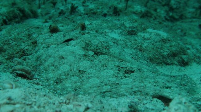 pez lenguado (Trichopsetta caribbaea) camuflado en el fondo marino