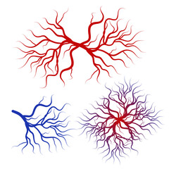 Human blood veins and arteries capillaries bloodstream