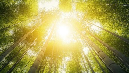 Sunlit Bamboo Forest: A Serene Escape into Nature's Embrace