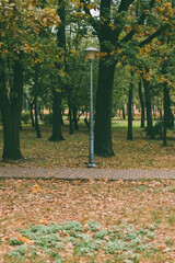 Park scene with a vintage streetlamp surrounded by autumn leaves and trees, creating a tranquil outdoor mood. Ideal for seasonal or nature-related designs.
