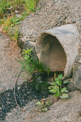 Naklejka premium Concrete drainage pipe with a weak flow of water with grass and moss growing around it. Urban drainage system with natural details. 