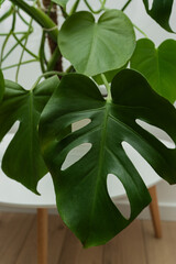 Dark green leaves of monstera or split-leaf philodendron Monstera deliciosa the tropical foliage plant bush popular houseplant isolated on white background © Andriana Hoshko