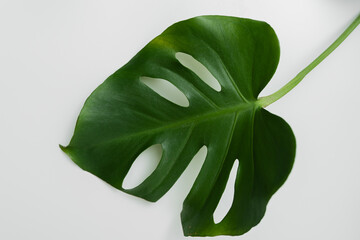 Monstera plant leaf, the tropical evergreen vine isolated on white background. © Andriana Hoshko