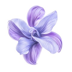 violet orchid flower with smooth curved petals isolated on white background