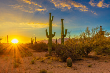 cactus at sunset