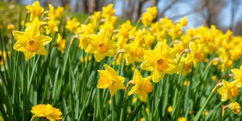 Lush field of vibrant yellow daffodil flowers swaying gently in the breeze under a clear blue sky, sunny, sunny, daffodils