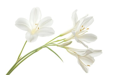 Obraz premium white freesia with long slender petals isolated on white background