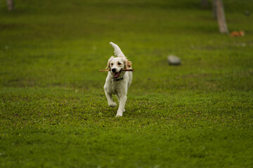 Golden Retriever Playing Fetch in a Green Field