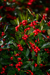 Christmas holiday nature background of green holly leaves and red berries on an Ilex Verticillata Winterberry plant
