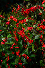 Obraz premium Christmas holiday nature background of green holly leaves and red berries on an Ilex Verticillata Winterberry plant 
