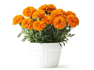 orange marigold plant in a white ceramic pot isolated on white background