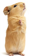 Fototapeta premium A cute, standing guinea pig with a curious expression.