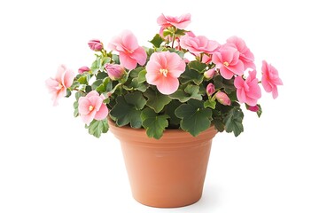 pink begonia plant in a small terracotta pot isolated on white background