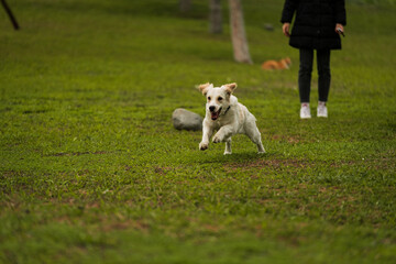 Golden Retriever Playing Fetch in a Green Field