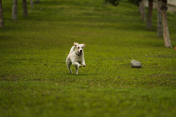Obraz premium Golden Retriever Playing Fetch in a Green Field