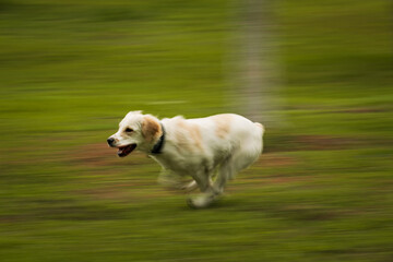 Golden Retriever Playing Fetch in Motion Blur