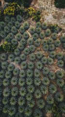 Obraz premium Aerial View of a Sprawling Field of Agave Plants in a Natural Setting with Lush Green Lands and Earthy Tones Capturing the Beauty of Agriculture