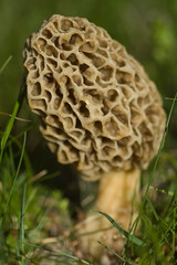 A close-up photo of a morel mushroom showing its unique honeycomb-like webbed structure