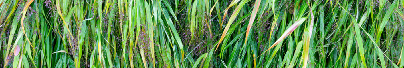 Japanese Forest Grass, Hakonechloa Macra, ornamental grass in a fall garden after a rain, wet fluffy purple seed heads and green grass, as a nature background
