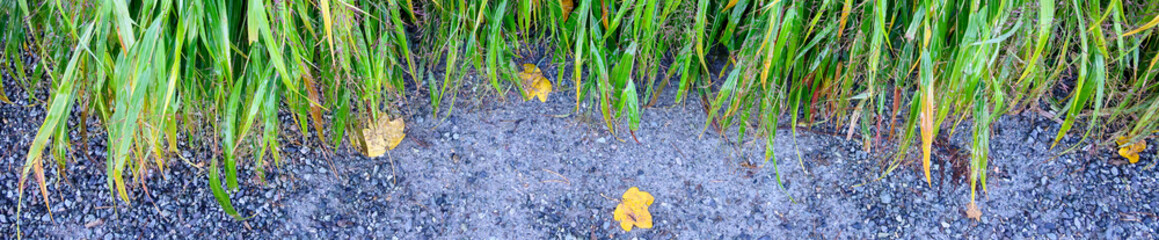 Japanese Forest Grass, Hakonechloa Macra, ornamental grass in a fall garden after a rain, wet fluffy purple seed heads and green grass, as a nature background
