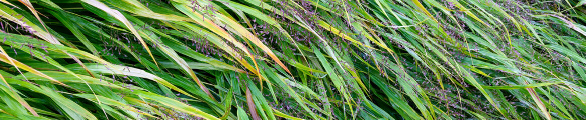 Japanese Forest Grass, Hakonechloa Macra, ornamental grass in a fall garden after a rain, wet fluffy purple seed heads and green grass, as a nature background
