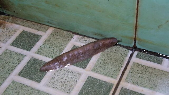 Animals Themes Footage Leeches crawling on the bathroom floor and walls. Large leeches roaming on the wet green floor. Slimy invertebrates. Fauna of the Clitellata type
