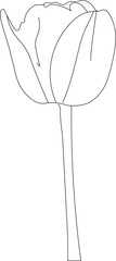 Sketch of tulip flower for coloring. 