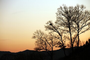 풍경 - 나무와 저녁노을 시리즈