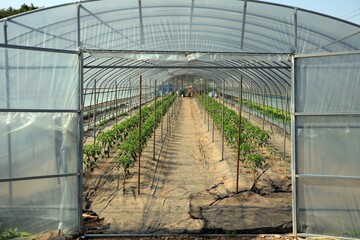 Fototapeta premium 농촌 풍경 - 비닐하우스