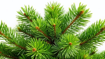 Obraz premium Lush Green Pine Tree, Classic Holiday Decoration, Isolated on White Background - Perfect for Christmas Cards and Winter Designs