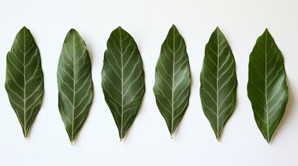 Obraz premium A row of six green leaves arranged neatly on a white background.